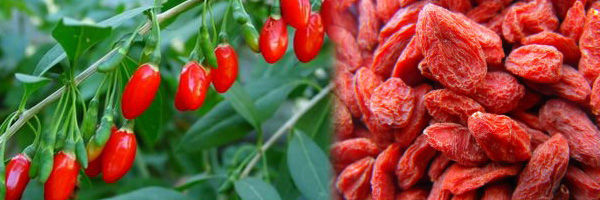 Bacche di Goji