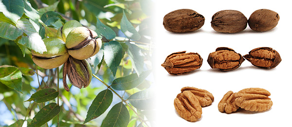 Noci Pecan coltivate in Italia